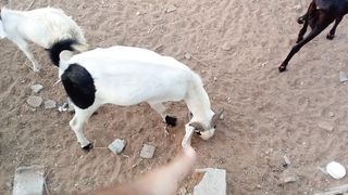 Beautiful Pet Goats
