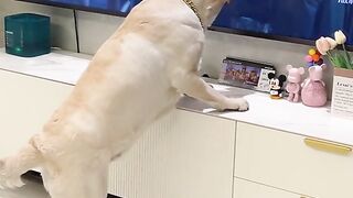 The Dog Trying to Steal Food Funny