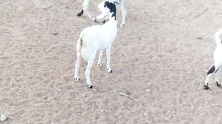 Cute Funny Goats