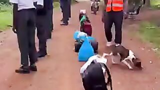 Sniffer dogs went viral at school