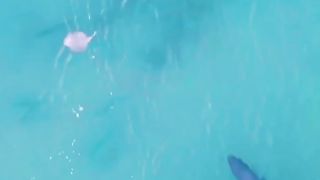 A young great white chasing a stingray