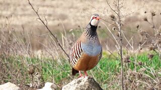 Beautiful singing bird