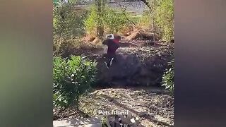 Funny Animal Video 2023 - Funniest Cats and Dogs Video