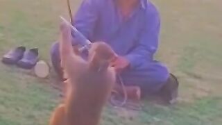 Monkey play with gun ????@pakistanisairsapatee