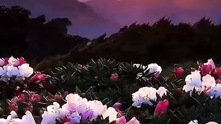 Beautiful Flower Fild ❀