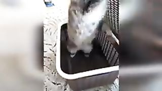 Drôle animaux 2