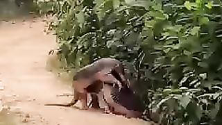 Animals 22