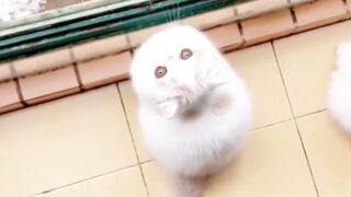 Are you sure you don't want to take a look at such a cute little cat?