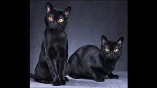 Beautiful black cats
