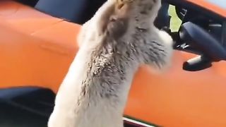 Wee videos 81