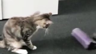 My cat 7