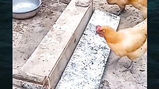 Tempat makan ayam unik