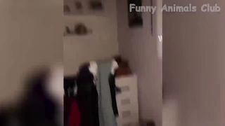 Funny animal videos pt1 ????????????‍????