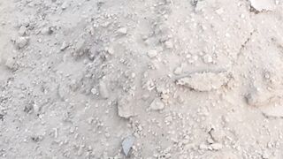 Solitary Dog