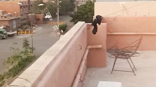 Angry Crows