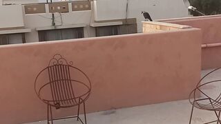 Evening Crows