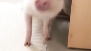 Do you want to raise a 'little fragrant pig' like this