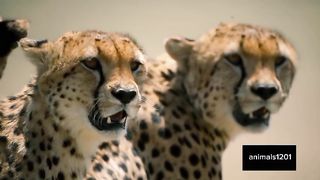 Cheetahs Takedown a Wildebest