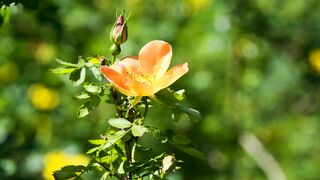 Flower nature video