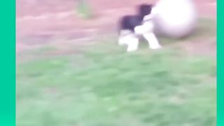 Try Not To Laugh Challenge - Funny Cat & Dog Vines compilation 2017 10