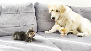 Golden Retriever Protects His Bed From Tiny Kitten