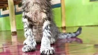 Kucing lucu menggemaskan