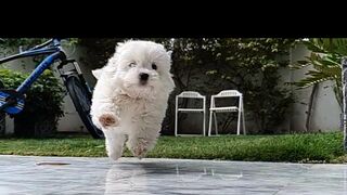 Puppy play https://youtube.com/@pakistanisairsapatee