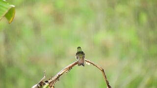 Hummingbird in a rainy day