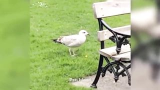 Hilarious 20