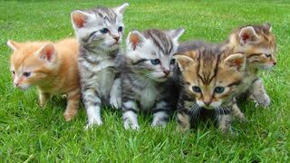 Funny Cat Vines Compilation: Try Not To Laugh Challenge