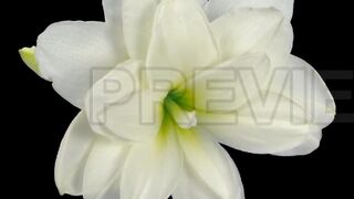 Like a Flower
