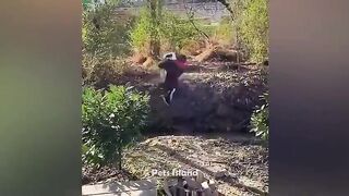 Funniest Animals Fails Compilation 2023 - TRY NOT to LAUGH