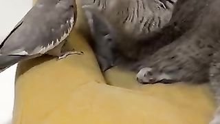 Funny-Animal