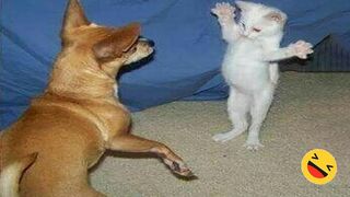 Best ????Funniest Cats????and Dogs????videos- Animals Likes