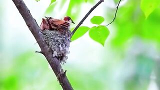 the mother bird is feeding her chicks