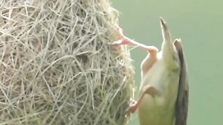 a bird is building a nest