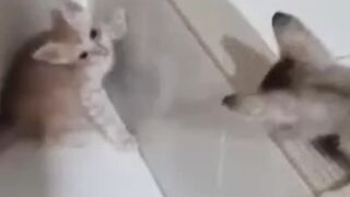 Playful Kitten