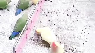 Most funny video 3