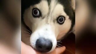 Dog: You can't finish biting, you can't even finish biting