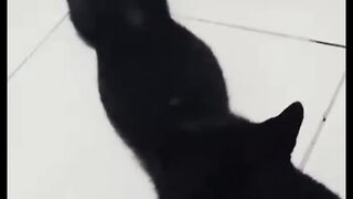 Super Cat