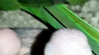 Parrot baby amazing video subscribe my channel