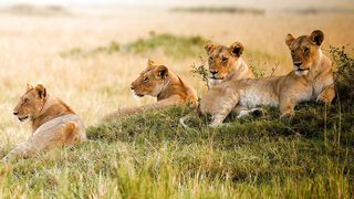 Wild life 3