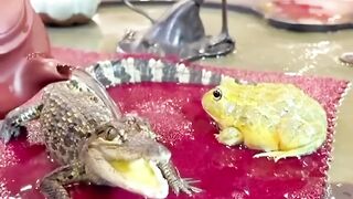 Alligator & Frog Enjoying the bathing