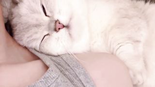 The cute little cat is very clingy