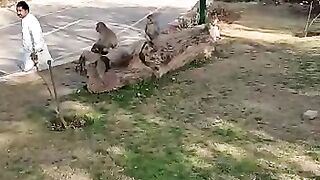 Monkey resting https://youtube.com/@pakistanisairsapatee