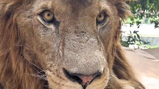 The lion in the zoo is very cute, but very fierce