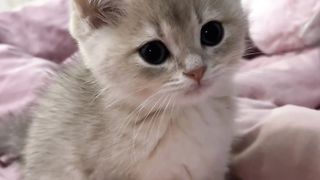 My cat is very sticky and cute, like my family