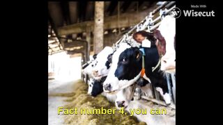 top10 am,azing fact video