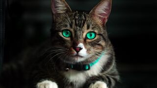 Funny Cats And Kittens Meowing Compilation