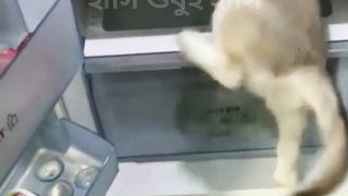 dog in the fridge II ফ্রিজের মধ্যে কুকুর
